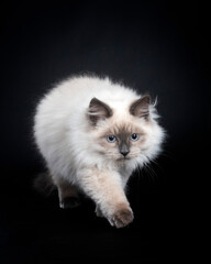 siberian cat in studio