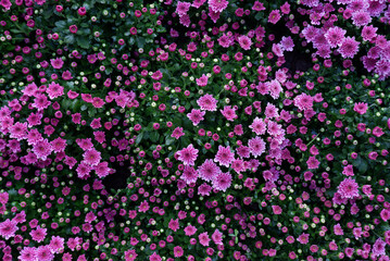 A field of pink and purple petunias in full bloom with bright green leaves showcases the beauty of nature's colorful flowers during winter.