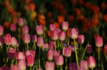 Delicate pink tulips bloom in a vibrant spring garden, a breathtaking display of nature's floral beauty