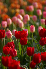 Red tulips bloom in a vibrant field of flowers, a breathtaking display of nature's beauty in the spring