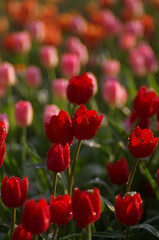Obraz premium Red tulips bloom in a vibrant field of flowers, a breathtaking display of nature's beauty in the spring