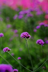 Pink and purple blossoms bloom in a field of green grass, a vibrant summer scene