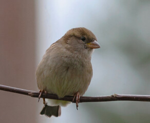 sparrow on a branch