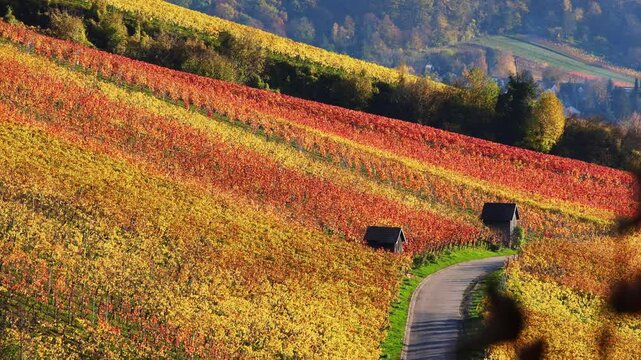 Vineyards in Autumn, View from the Wartberg, Heilbronn, Baden-W&uuml;rttemberg, Germany, Europe
