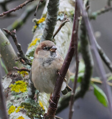 sparrow on a branch