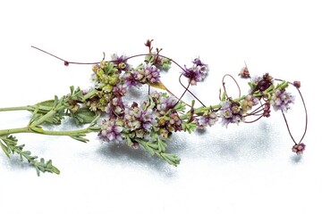 Delicate Parasitic Plant on White Cuscuta epithymum isolated un white background