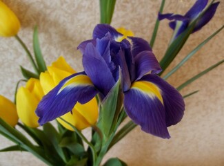 Iris flower macro. A bunch of yellow tulips and violet irises close up.