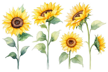 Sunflowers set on an isolated, watercolor painting, hand drawing bouquet of yellow flowers, Generative AI