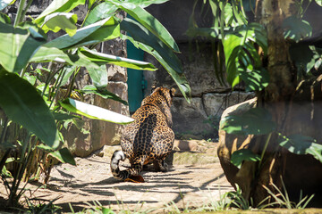 Leopard in Tropical Habitat at Zoo