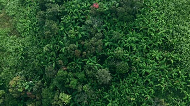 Aerial top view of green trees in forest. Green tree nature background for carbon neutrality and net zero emissions concept. Drone view of green tree captures CO2 to Sustainable green environment.