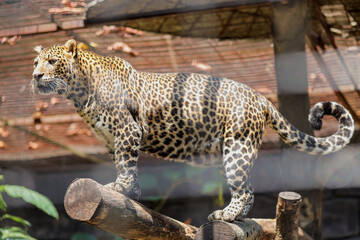 Leopard Walking in a Zoo Cage