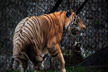Golden Tabby Tiger