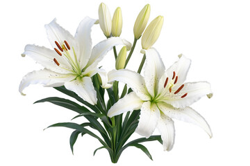 Fototapeta premium White lily, flowers on an isolated white background, watercolor illustration, botanical painting. floral design, Generative AI