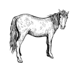 Hand drawn black and white sketch of Horse. Farm animal. Horse is a symbol of the 2026 Chinese New Year. Holiday vector illustration of Zodiac Sign for greeting card, flyer, banner, calendar