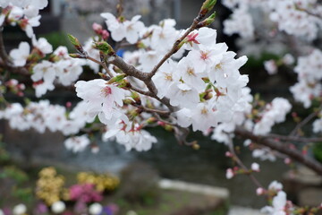 Cherry blossoms bloom on spring in Japan.
