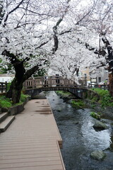 Cherry blossoms bloom on spring in Japan.