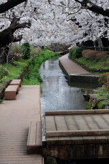 Cherry blossoms bloom on spring in Japan.