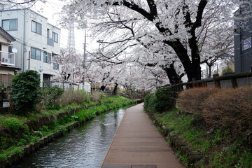 Cherry blossoms bloom on spring in Japan.