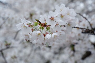 Cherry blossoms bloom on spring in Japan.
