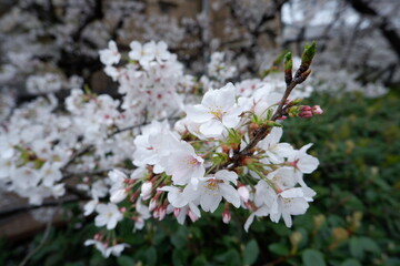 Cherry blossoms bloom on spring in Japan.