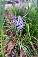 The flower plant of spring in Japan