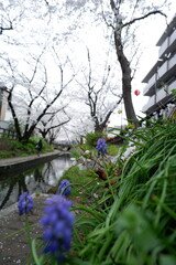 The flower plant of spring in Japan