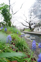 The flower plant of spring in Japan