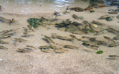 Mahseer barb (Neolissochilus stracheyi) in streams at Khiriwong, Lan Saka, Nakhon Si Thammarat.