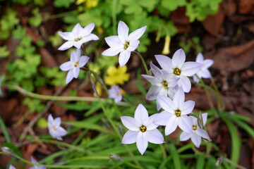 The flower plant of spring in Japan
