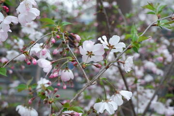 Cherry blossoms bloom on spring in Japan.