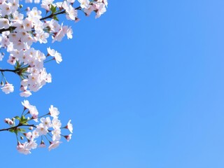 Beautiful cherry blossom branches framing a clear blue sky, perfect for spring messaging, wide space, blue sky, background