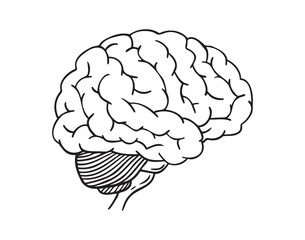 human brain doodle hand drawn icon. Outline drawing anatomy human brain line clipart symbol