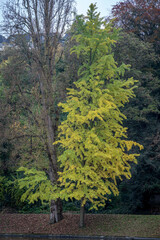 Paris, France - 11 11 2024: Park Buttes Chaumont. Panoramic view of remarkable trees and vegetation with fall colors.