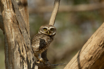 The spotted owlet in the wild