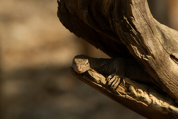 The moniter lizard in the wild