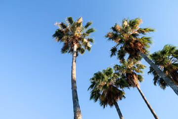 Palm trees view from below into the sky