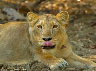 Asiatic lion in the Gir Forest.