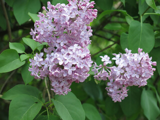purple lilac blooms in spring