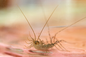 Scutigera coleoptrata or the house centipede in the jar. Shallow depth of field.