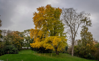 Paris, France - 11 16 2024: Park Buttes Chaumont. Panoramic view of remarkable trees and vegetation with fall colors.