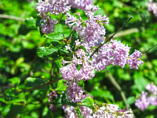 purple lilac blooms in spring