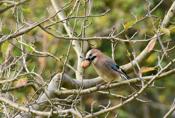 Eurasian Jay Perched on a Tree Branch with a a Walnut in the Beak, Detailed Close up. Garrulus glandiarus tring to eat a walnut. Romania Wildlife