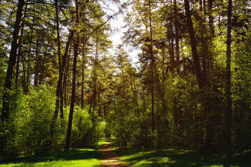 Sunbeams streaming through the pine trees and illuminating the young green foliage on the bushes in the pine forest in spring. Vintage film aesthetic.