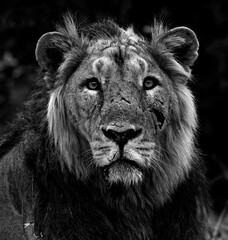 Asiatic lion in the Gir Forest.