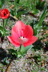 The tulip flower on the field.
