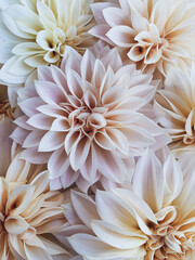 Many beautiful fresh Cafe au Lait dahlia flowers in full bloom, close up. Flowery natural texture for background.