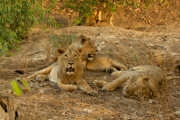 Asiatic lion in the Gir Forest.