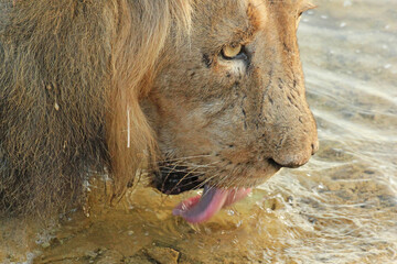 Naklejka premium Asiatic lion in the Gir Forest.