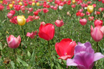 The tulip flower on the field.