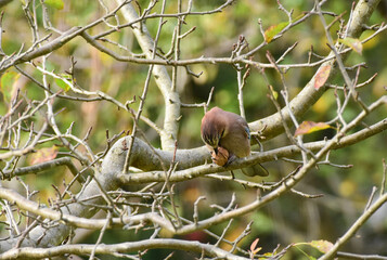 Eurasian Jay Perched on a Tree Branch with a a Walnut in the Beak, Detailed Close up. Garrulus glandiarus tring to eat a walnut. Romania Wildlife